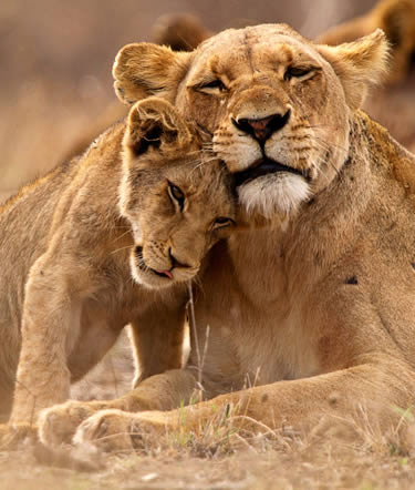 Tour a TANZANIA Y KENIA | TANZANIA, KENIA en Español 2026-2027