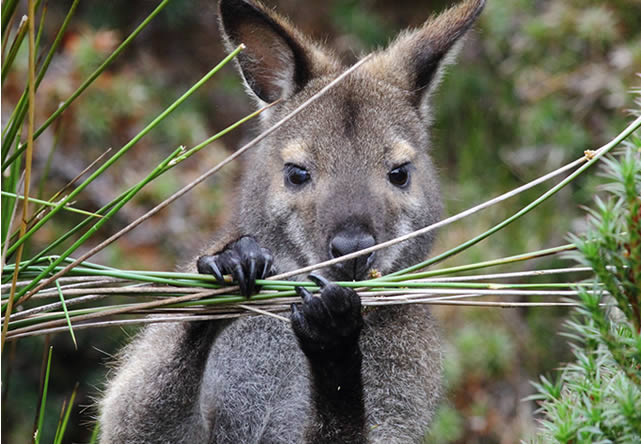 foto del tour a australia en español 2024-2025